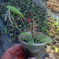 گل فوتونیا لیوانی ریشه دار|گل و گیاه طبیعی|واجارگاه, |دیوار