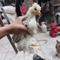 جوجه برهما بلو|حیوانات مزرعه|مشهد, توس (بلوار توس)|دیوار