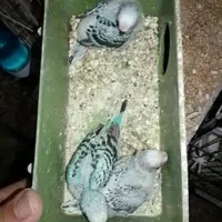 مرغ عشق مولد با جوجه سرلاکی چشم قرمز و معمولی|پرنده|تهران, شمشیری|دیوار