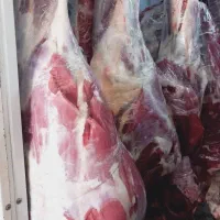 تهیه وتوضیع انواع گوشت گوسفند گوساله شتر شتر مرغ