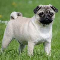 واگذاری سگ پاگ نر آگهی را بخوانید