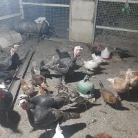بوقلمون نر و ماده