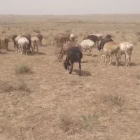 میش‌چینی‌|حیوانات مزرعه|پائین جام, |دیوار
