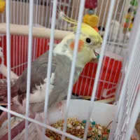 هلندی سینامون