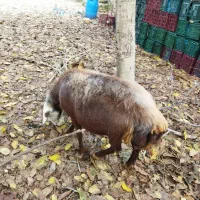 گوسفند ابست|حیوانات مزرعه|آزادشهر, |دیوار