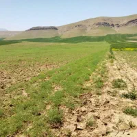 کاه نخود درجه یک