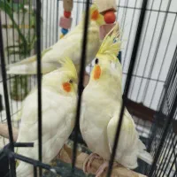 جوجه عروس هلندی