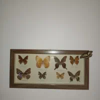 تابلو پروانه