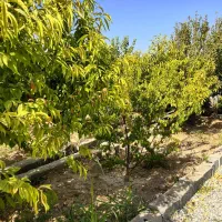 باغ با سهمیه اب از موتورخانه (با سند اب)