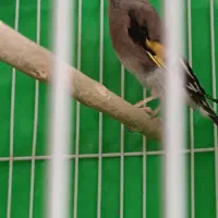 سلام یک عدد وسهره ماده|پرنده|کرمان, |دیوار