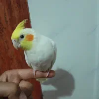 دوعدد جوجه عروس هلندی لوتینو دو کت البینو