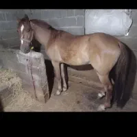 اسب اخته