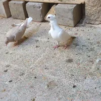 کبوتر معمولی