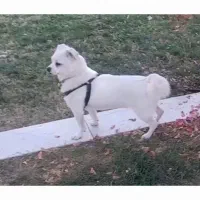 سگ گمشده مژدگانی|حیوانات|هشتگرد, فاز ۱ مهستان|دیوار