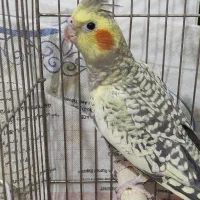 جوجه عروس هلندی ۳ماهه