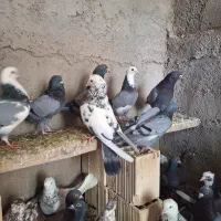 حدود ۶۰ ۷۰ تا کبوتر معاوضه با کاسکو کلام دار|پرنده|تهران, استاد معین|دیوار