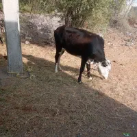 گوساله‌چاق‌داشتی‌گوشتی‌گاوجنس‌خوب‌بازدید‌راونگ|حیوانات مزرعه|میناب, |دیوار