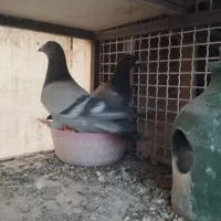 یک جفت پلاکی