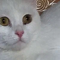گربه بریتیش سفید