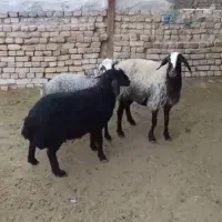 میش2بره زای شال|حیوانات مزرعه|قم, محمد آباد|دیوار