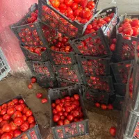 گوجه ربی رب