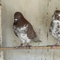 حبش و گرگی یادگاری واسه خریدار|پرنده|ارومیه, |دیوار