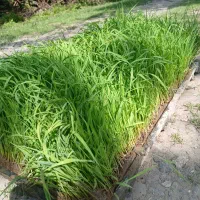 توم هاشمی اصلاح شده درجه یک  ۲۵عدد