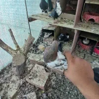 کفتر|پرنده|کرمان, |دیوار