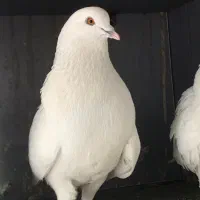 کبوتر کفتر