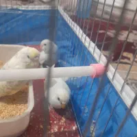 یک جفت  مرغ عشق جوان ریمو رنگین کمانی|پرنده|اندیمشک, |دیوار