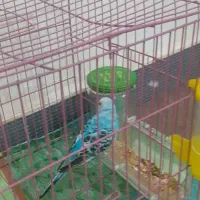 پرنده طوطی عروس کاملا سالم ویک عدد مرغ عشق|پرنده|رشت, معلولین|دیوار