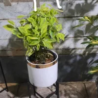 گل وگیاه طبیعی