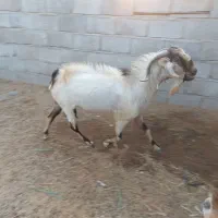 نری گله