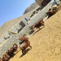 فروش شصد راس کهره ماده درجه یک قوری|حیوانات مزرعه|پاسارگاد, |دیوار