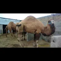 شتر وزن سنگین|حیوانات مزرعه|شاهرود, |دیوار