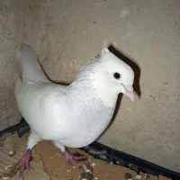 طوق آبی ابری نر|پرنده|شیراز, سعدیه شمالی|دیوار