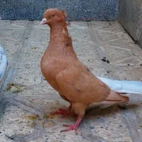 زرد دم سفید ماده