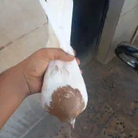کبوتر|پرنده|تاکستان, |دیوار