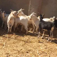 ۹راس بزغاله نرسانن تخمی درجه یک