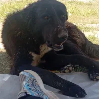 سگ نگهبان و گله