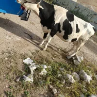 گاو اصلی سیمتال باغملک