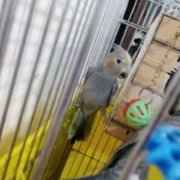 عروس هلندی نر