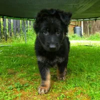 توله ژرمن شپرد اصیل سگ نگهبان باهوش و دوست داشتنی|سگ|تهران, شهرک غرب|دیوار