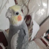 عروس هلندی نر بازیگوش