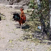 خروس گلین اصل|حیوانات مزرعه|کوثر, |دیوار