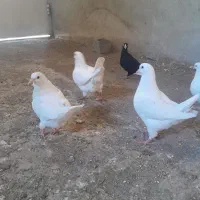 کبوتر تزیننی  جوجه