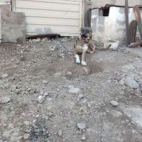 سگ سراب