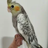 طوطی عروس هلندی