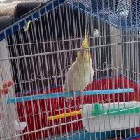 عروس هلندی|پرنده|بهار, |دیوار