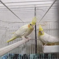 عروس هلندی بالغ